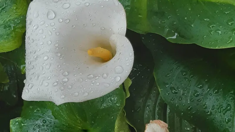 Raindrops on a white Calla Lily flower among green leaves