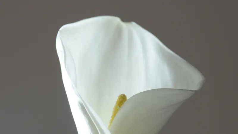 Close-up side view of a white Calla Lily's curved petal