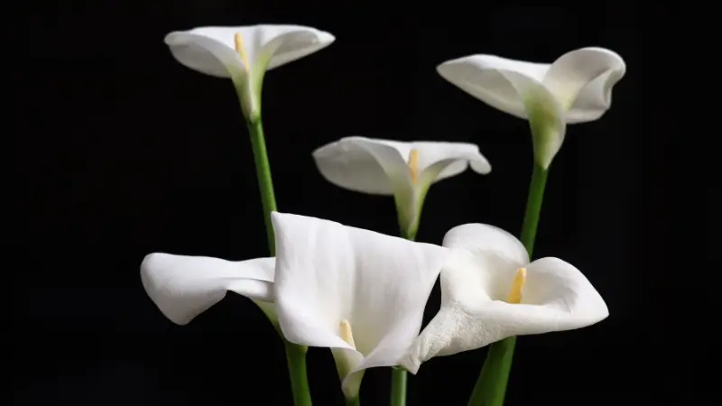 Several white Calla Lily flowers on long stems against black background
