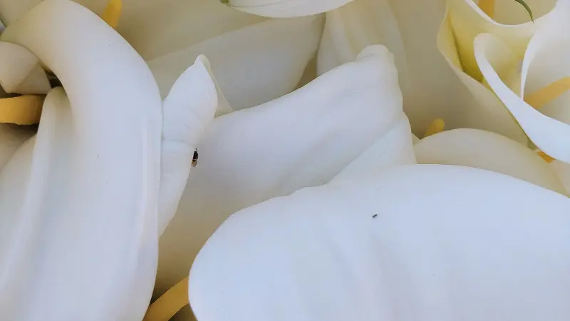 Macro view of overlapping white Calla Lily petals