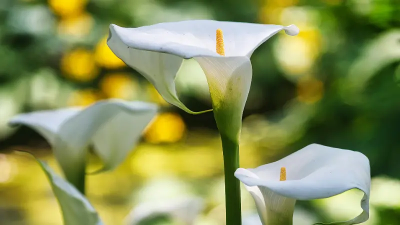 White Calla Lily flowers blooming outdoors with blurred yellow background