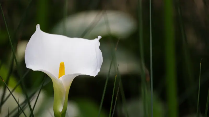 White Calla Lily flower surrounded by green grass