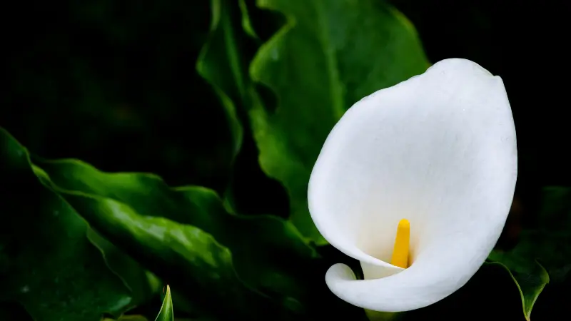 White Calla Lily flower against deep green foliage