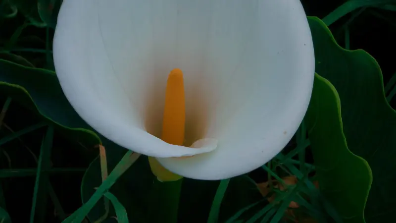 Cluster of white Calla Lily flowers tied together