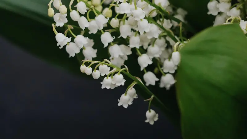 Cluster of white Lily of the Valley flower blooms hanging from a green stem against a dark background