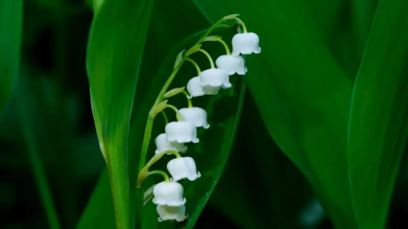 Curved stem of white Lily of the Valley flowers wrapped by a large green leaf
