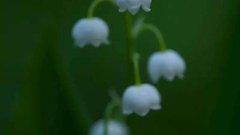 Lily of the Valley flower blooms with shallow depth of field against a dark green blurred background