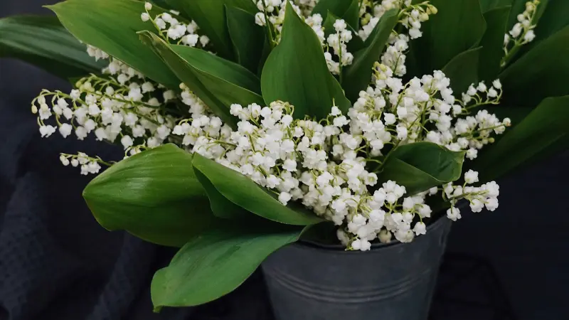 Bucket filled with freshly cut Lily of the Valley flower blooms and green leaves