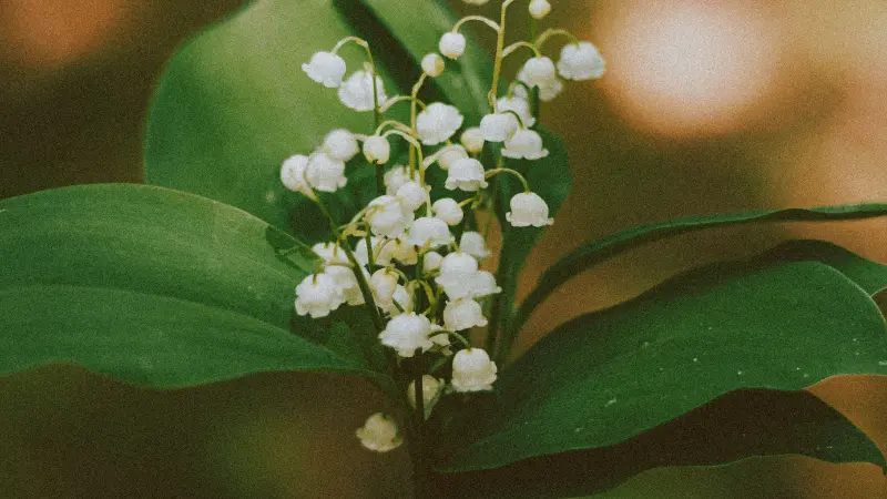 Lily of the Valley flower stem with white bell-shaped flower blooms surrounded by green leaves in soft warm light