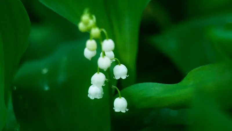 Small cluster of white Lily of the Valley flowers surrounded by dark green leaves