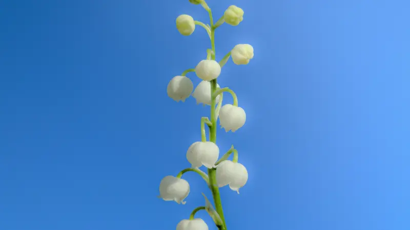 Tall Lily of the Valley flower stem with white bell flowers against a bright blue sky