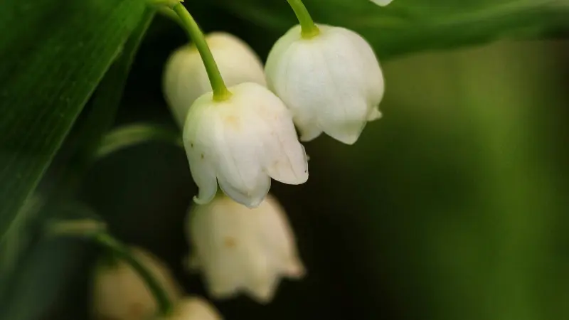 Macro shot of white Lily of the Valley flower bell blooms showing delicate petal texture