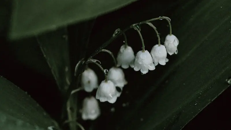Faded, vintage-toned photo of Lily of the Valley flower blooms hanging against dark leaves