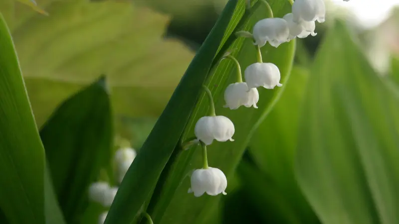 Lily of the Valley flowers growing alongside a tall curving green leaf in daylight