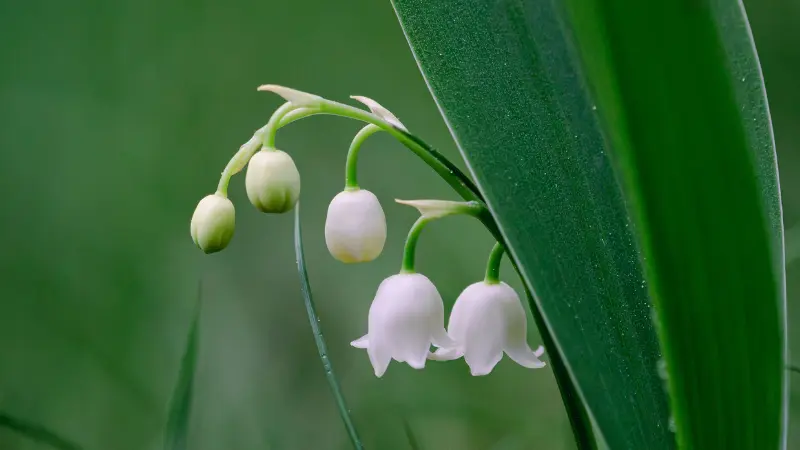 Lily of the Valley flower stem showing both unopened buds and open white bell flowers