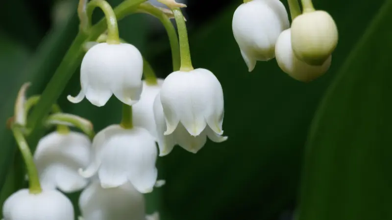Cluster of white Lily of the Valley flower blooms next to a large unopened yellow-green bud