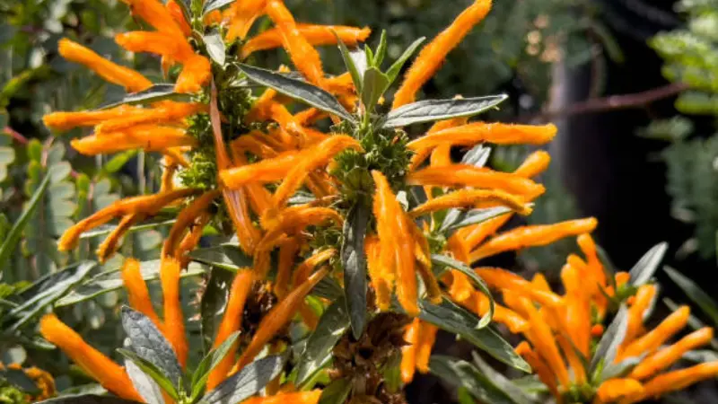 Bright orange Lion's Tail flower clusters on green shrub branches