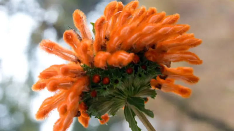 Close-up of a fuzzy orange Lion's Tail flower cluster with velvety texture