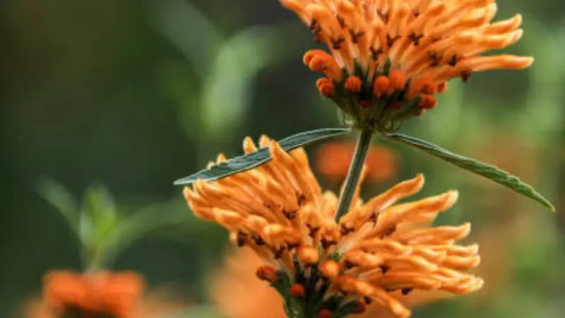 Orange Lion's Tail flower clusters in tiered whorls along a green stem