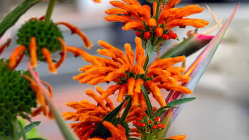 Orange Lion's Tail flowers arranged with other plants in a decorative display