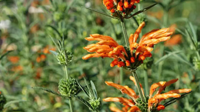 Orange Lion's Tail flower clusters surrounded by green grasses outdoors