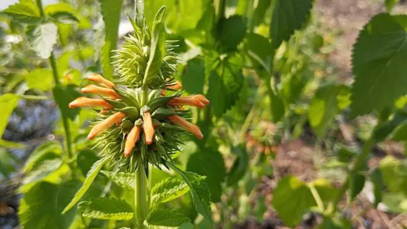 Spiky green and orange Lion's Tail flower buds just beginning to bloom