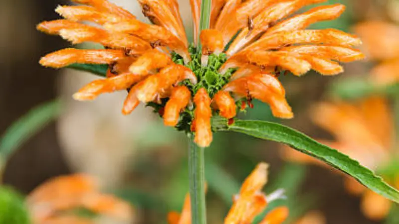 Close-up top view of an orange Lion's Tail flower whorl on a green stem