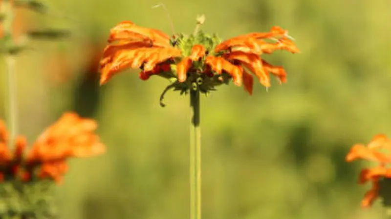 Backlit orange Lion's Tail flower with drooping petals against a green field