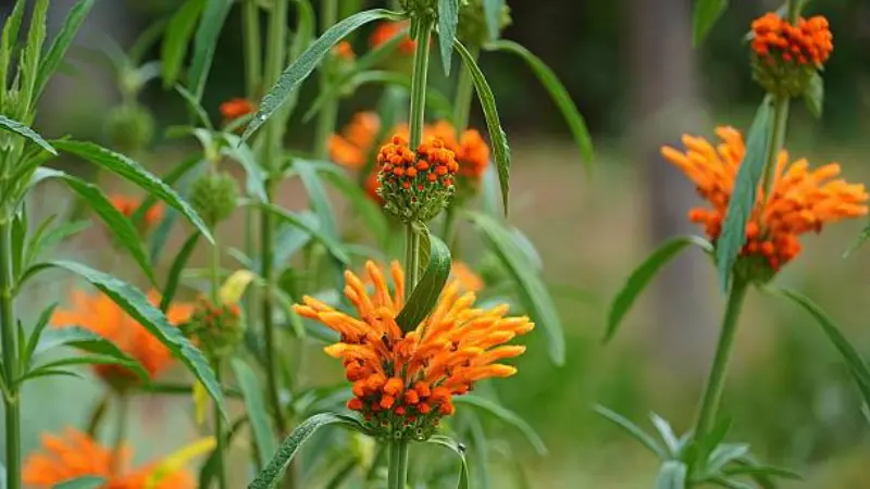 Multiple Lion's Tail flower plants with orange flower clusters growing outdoors