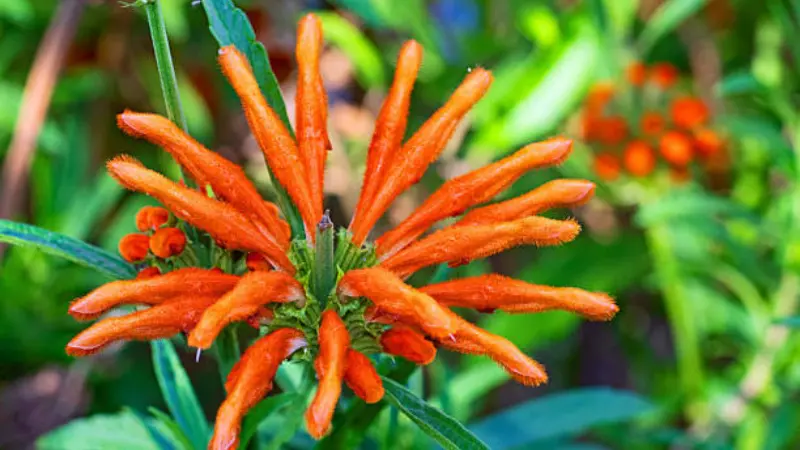 Orange Lion's Tail flower cluster radiating outward like a starburst