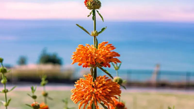 Tall Lion's Tail flower stem with orange blooms against a coastal sky and sea