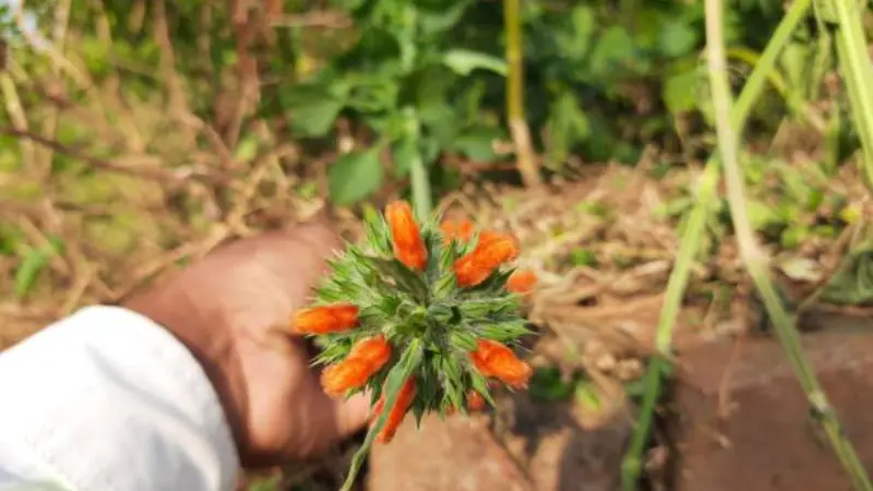 Person's hand holding an orange Lion's Tail flower cluster outdoors