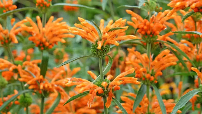 Multiple Lion's Tail flower plants with orange flowers blooming in a field