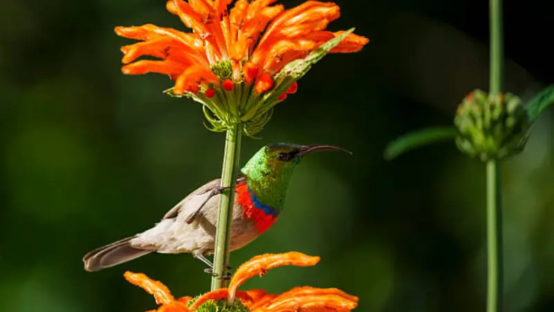 Small sunbird perched among orange Lion's Tail flowers