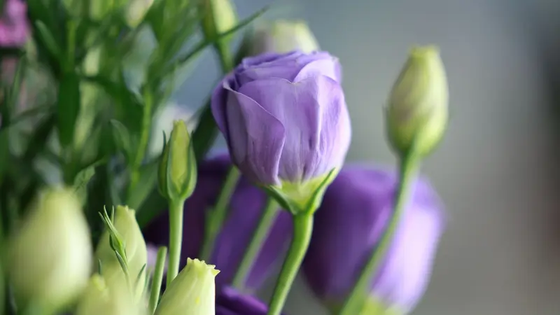 Close-up of a purple Lisianthus bud unfurling among green stems and unopened buds