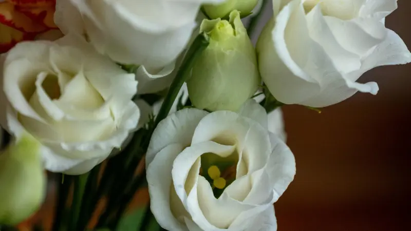 Cluster of white Lisianthus flowers and buds against a dark blurred background