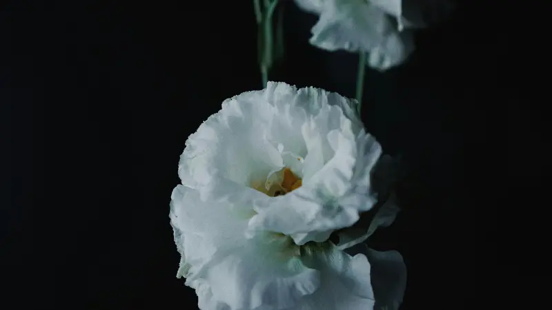 Close-up of a white Lisianthus flower with a soft dark atmospheric background