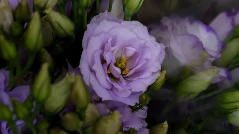 Light purple Lisianthus flower surrounded by green buds and foliage
