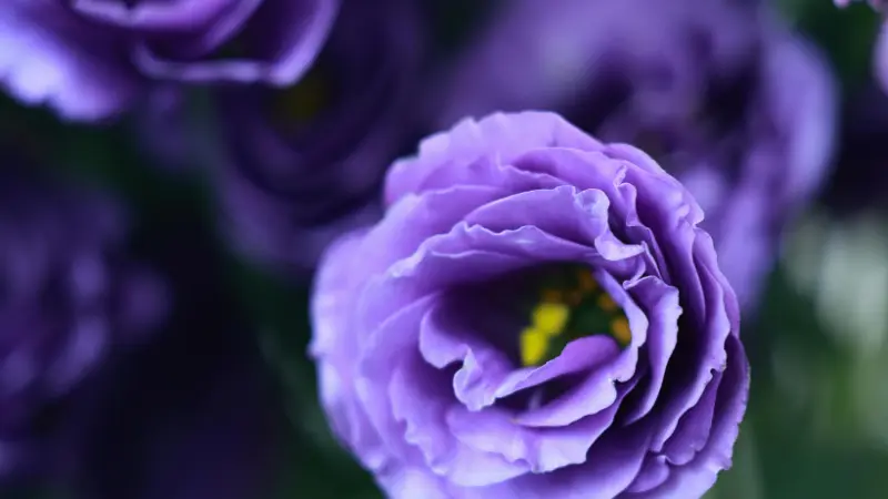 Close-up of a vivid purple Lisianthus flower with ruffled petals