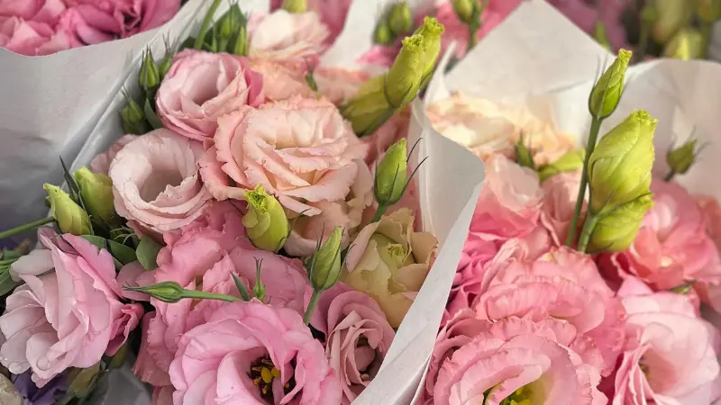 Multiple bouquets of pink and white Lisianthus flowers wrapped in paper