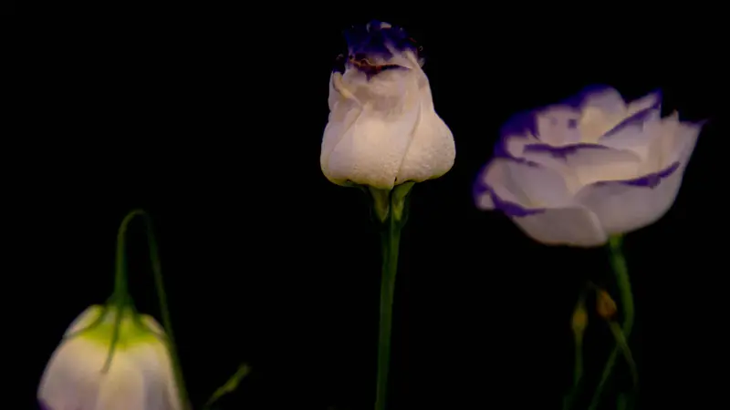 White and purple-edged Lisianthus flowers in profile against a black background