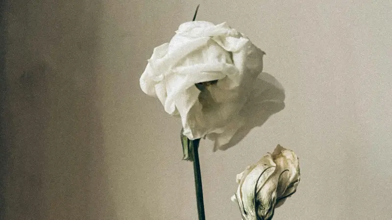 Wilted white Lisianthus bloom and bud on a stem against a neutral background