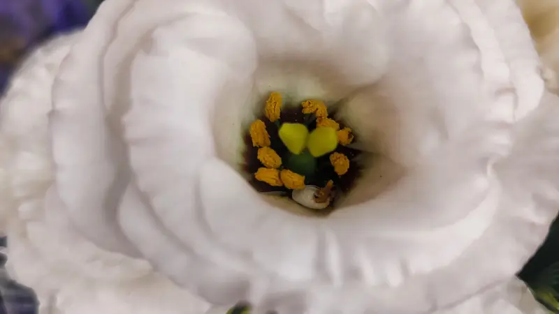 Macro close-up of a white Lisianthus flower's center showing pollen and stamens