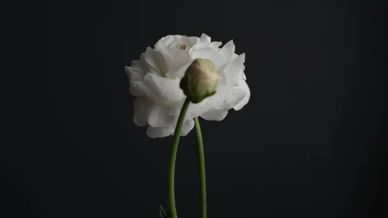 Layered white Lisianthus flower and bud against a black background