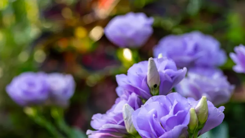 Cluster of purple Lisianthus blooms and buds in a sunlit garden setting
