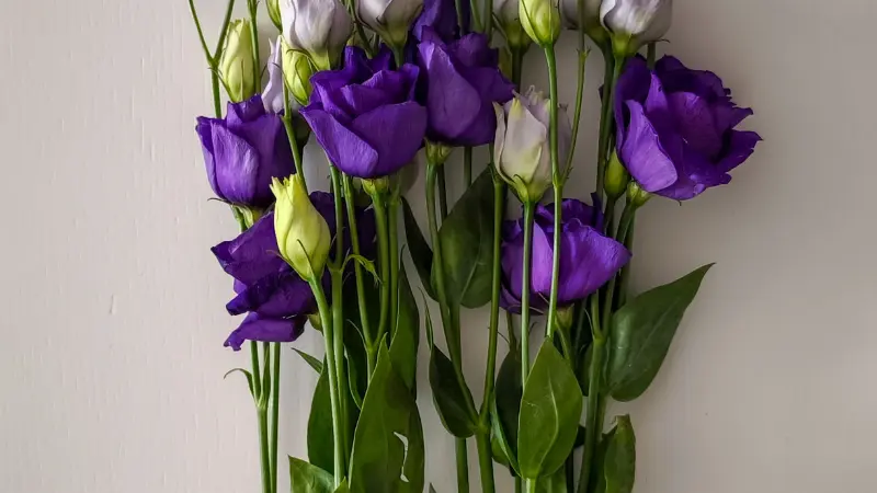 Bunch of purple and white Lisianthus flowers with green leaves against a wall