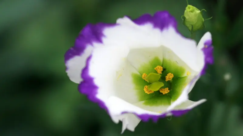 Open white Lisianthus flower with purple-edged petals and green center detail