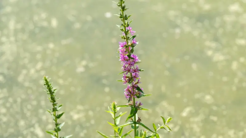 Tall purple Loosestrife flower spike growing beside shimmering water