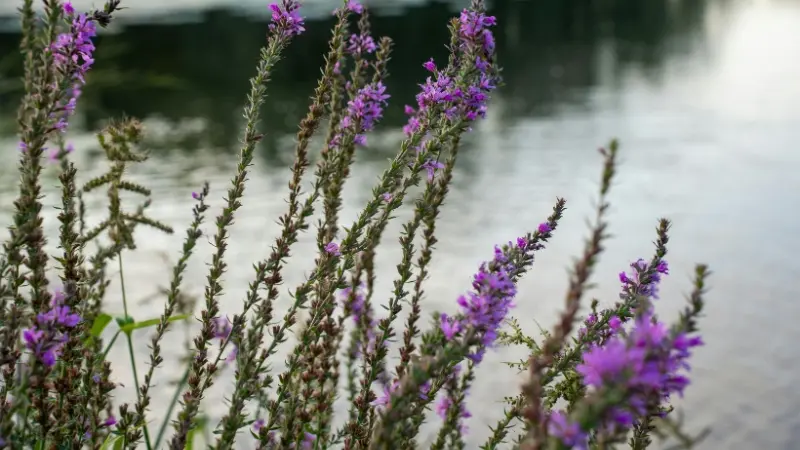 Purple Loosestrife flower spikes growing along the edge of a calm lake