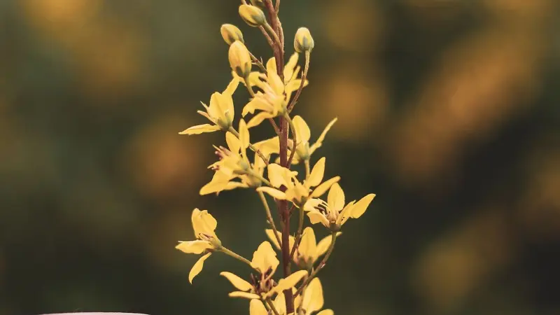 Yellow Loosestrife flower on a slender stem against a dark blurred background